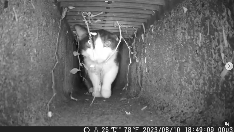 Trail camera
